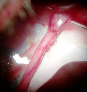 Chirurgie générale animale orthopédie, cœlioscopie microchirurgie Chirurgie interne chien Angers