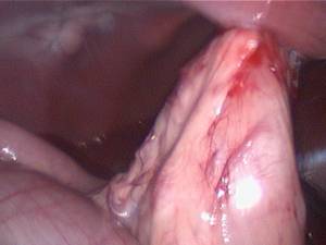 Chirurgie générale animale orthopédie, cœlioscopie microchirurgie Gastropexie chien angers