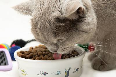 L’alimentation du chat stérilisé - Espace Vet