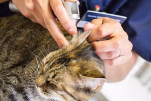 Clinique vétérinaire Avrillé : soin animalier