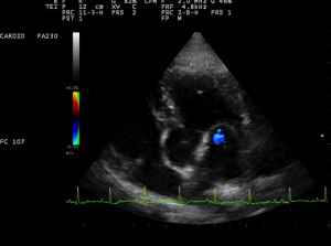 Service cardiologie vétérinaire 49