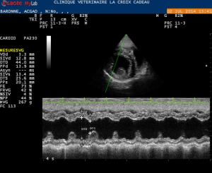 Service cardiologie : Espace Vet, vétérinaire à Angers