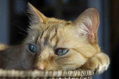 Le Chat déborde d'activité - La Libre