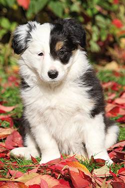 Toutou parle avec moi, un chien tout doux qui répète ce qu'on lui dit !