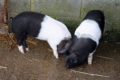 Des cochons miniatures comme animaux domestiques