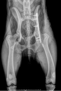 fracture-bassin-labrador-broche