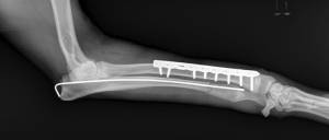 fracture chien angers