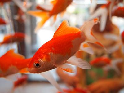 Comment préparer son aquarium avant de partir en vacances ?