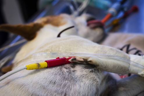 medecine générale angers chien