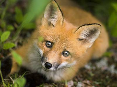 Renard : 3 actions pour protéger l'animal menacé par la chasse