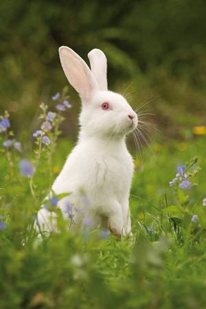 Dogteur: Faut-il donner de l'herbe à son lapin ?