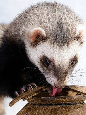 Comment bien nourrir mon furet ? - Espace Vet