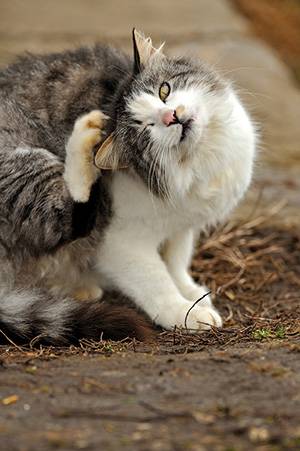 Les oreilles du chat - Comment prendre soin des oreilles de votre