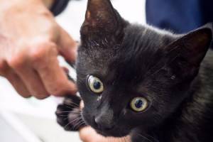 Clinique vétérinaire Saint Jean de Lunières : soin chat